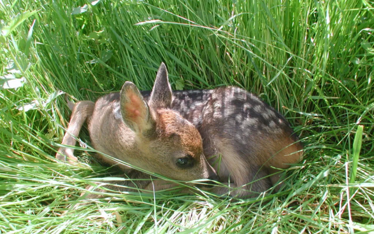 Wildtierverluste bei der Mahd vermeiden