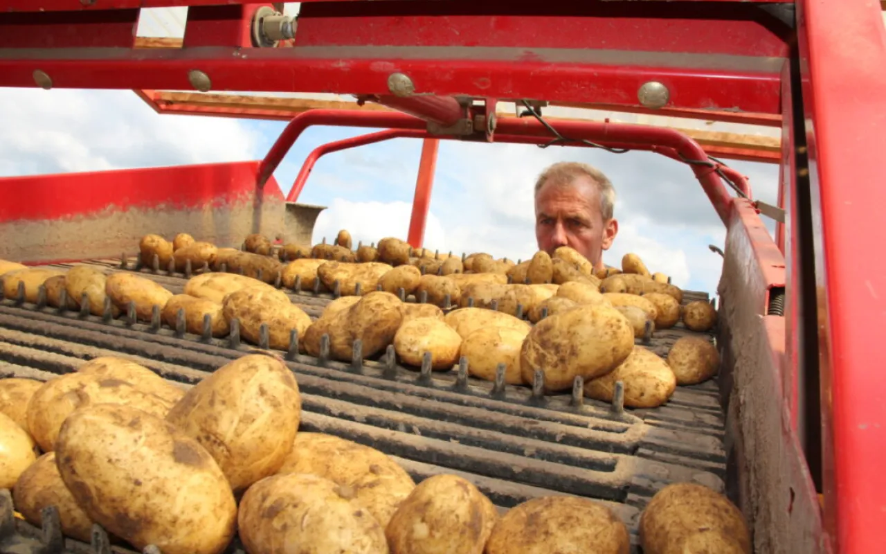 Bei Frühkartoffeln ist alles im grünen Bereich