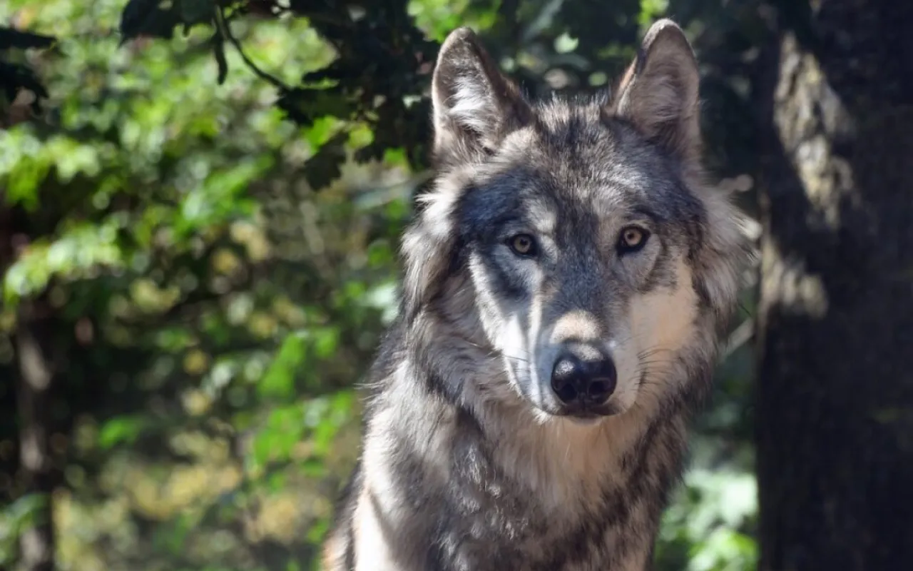 Umweltminister Meyer und „Aktionsbündnis aktives Wolfsmanagement“ einigen sich auf Neustrukturierung des Dialogforums „Weidetierhaltung und Wolf“