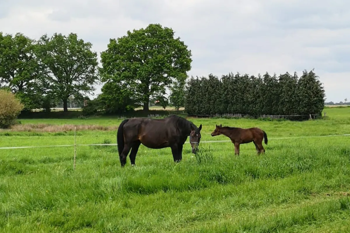 Olympia: Pferde aus Niedersachsen am Start
