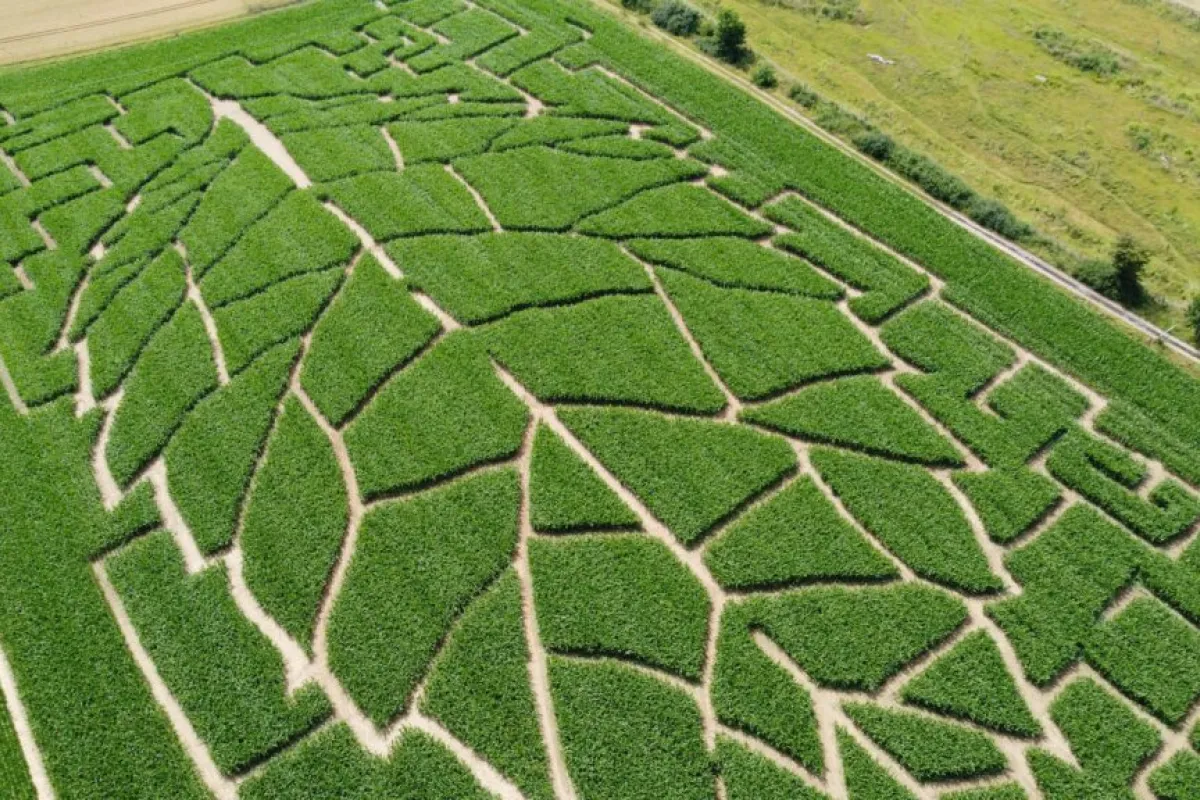 Niedersachsens Maislabyrinthe laden zum Verirren ein
