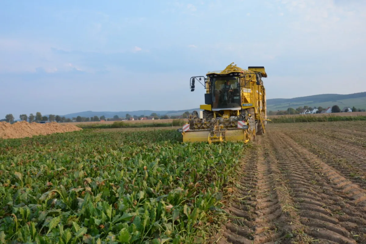 Rübenernte beginnt außergewöhnlich früh