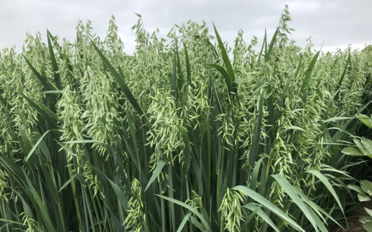 Landwirte schütteln über neue Verordnungen die Köpfe