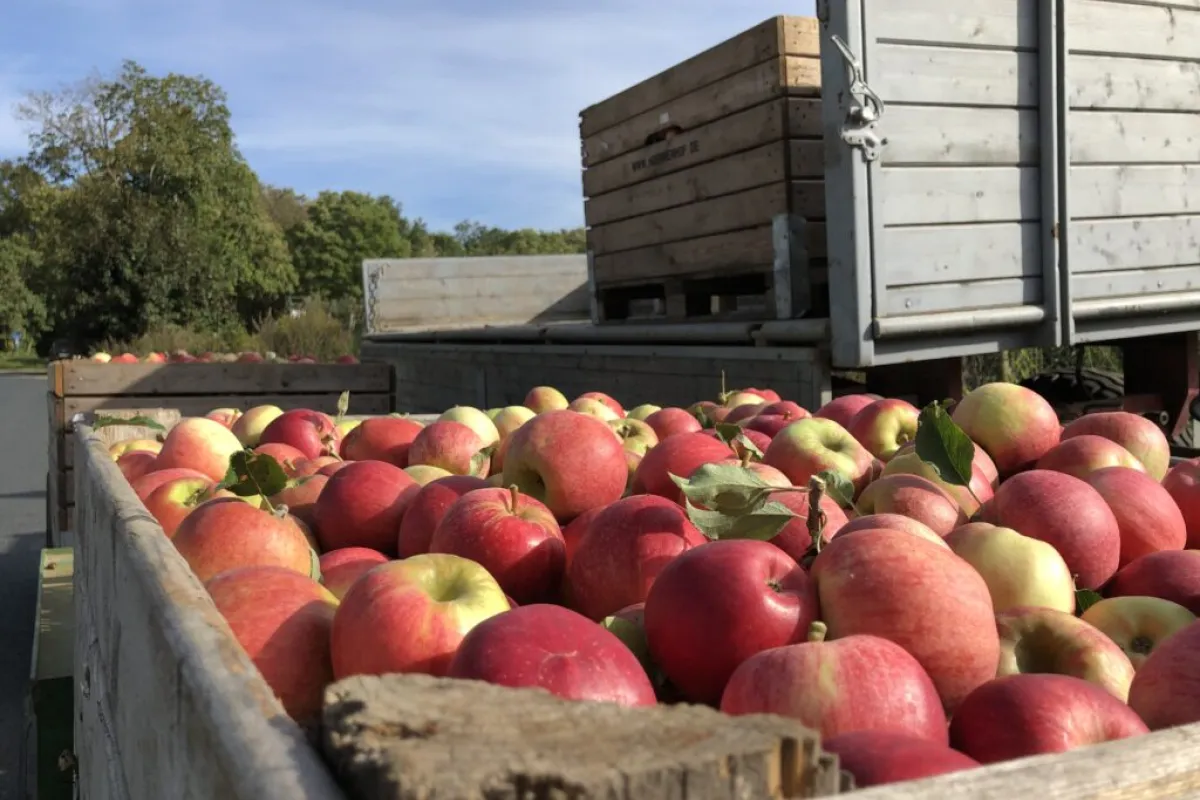 Ernte der frischen Sommeräpfel ist in vollem Gange