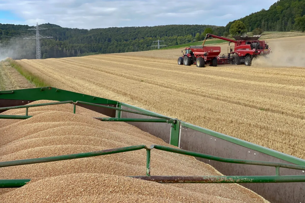 Ohne Stickstoff, kein Brotweizen: Ernte 2024 enttäuscht