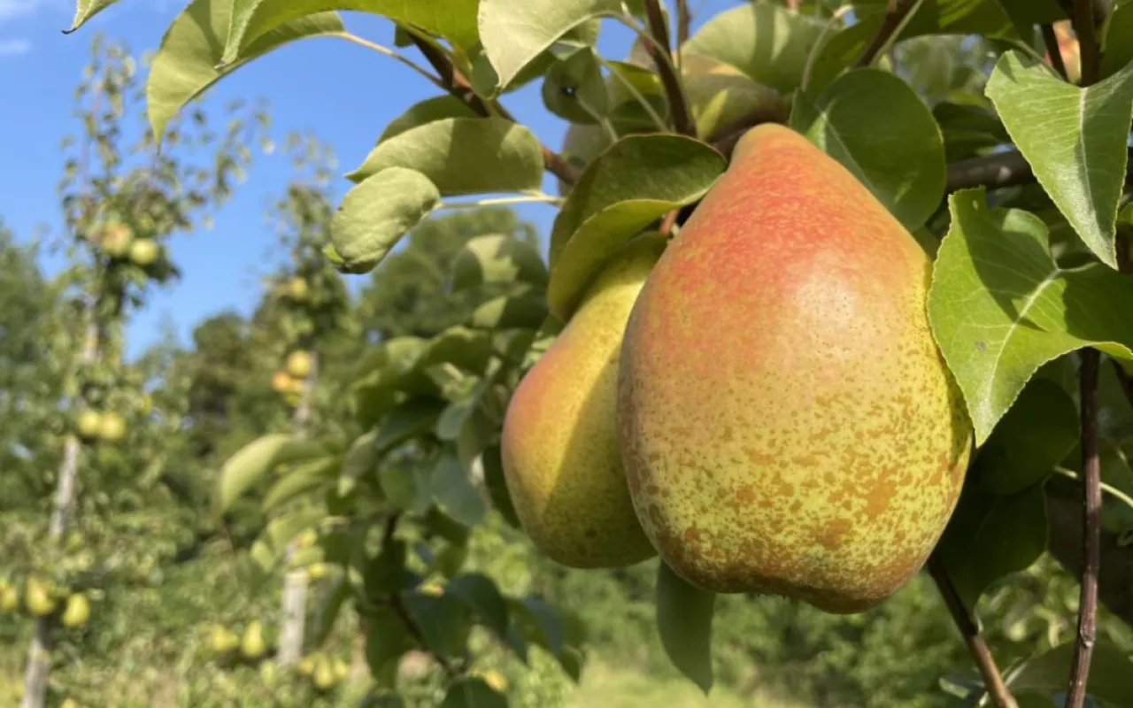 Obstbauern weiten den Anbau von Birnen aus