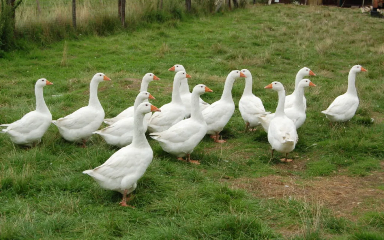 Hat die deutsche Gans zu Weihnachten noch eine Zukunft?