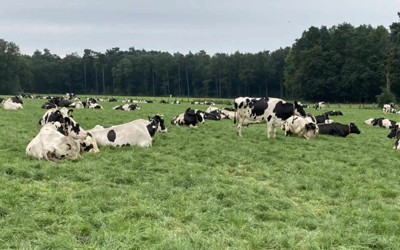 Landvolk: Weidemilch ist ein Alleinstellungsmerkmal!