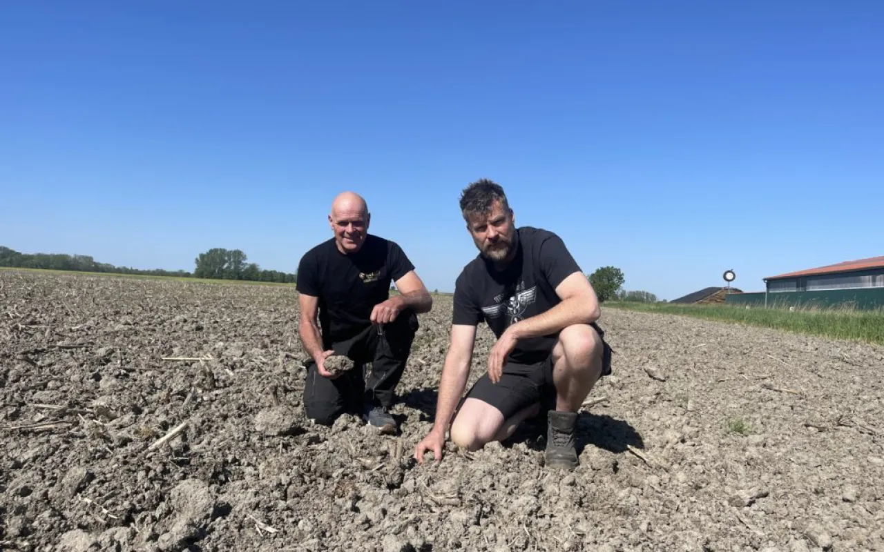 Krähen-Plage wird flächendeckend zum Problem