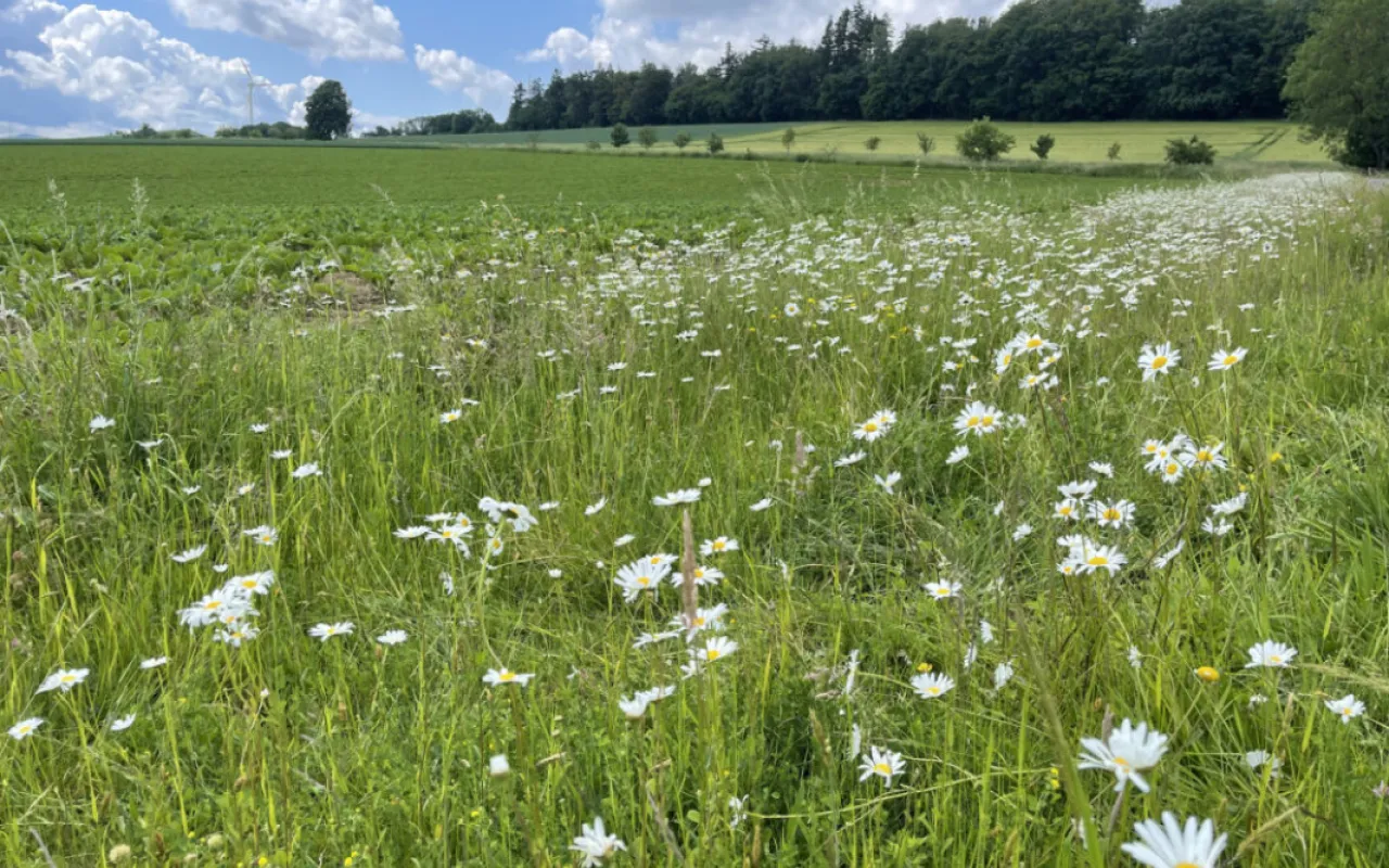 Die Flächen sind da: Gemeinsam Wegraine aufwerten