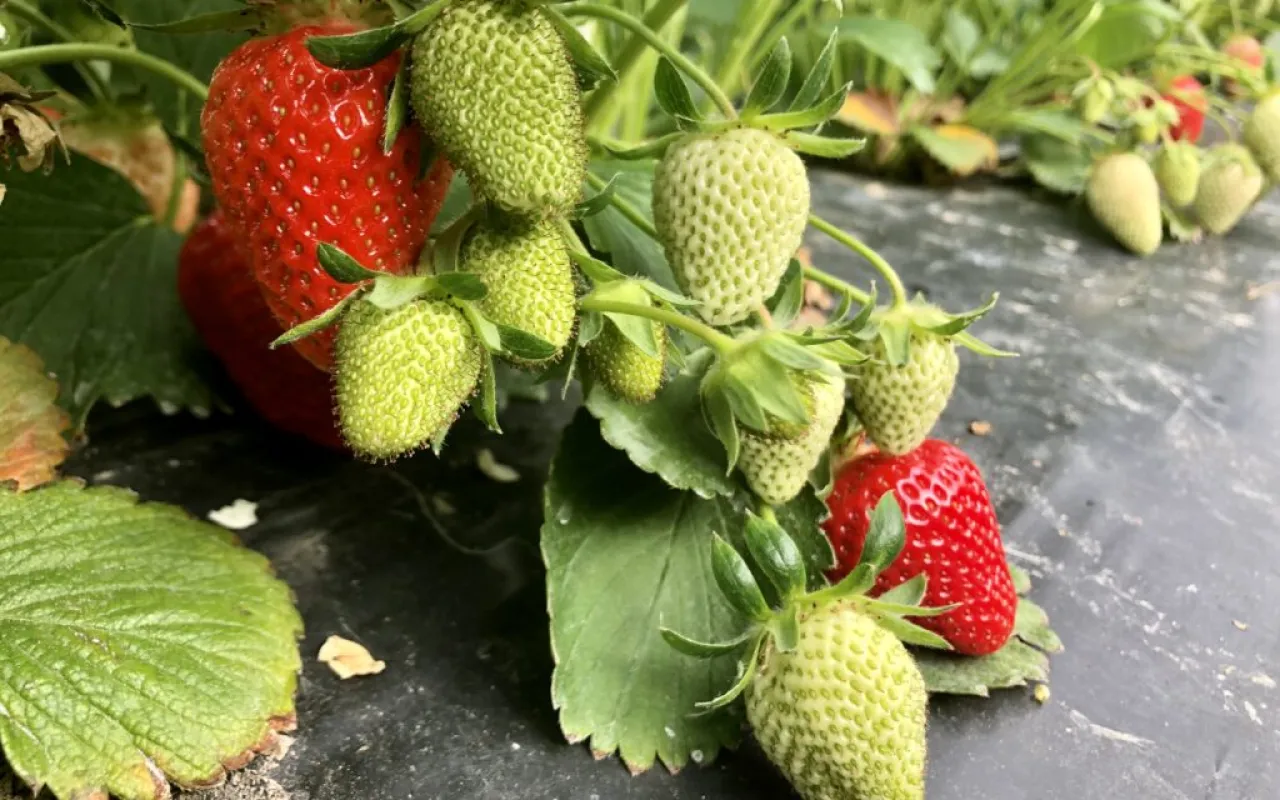 Folien verlängern die Saison für frische Früchte