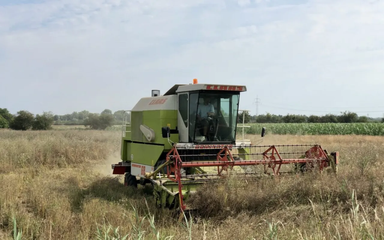 Landwirte nutzen jedes trockene Zeitfenster für Ernte