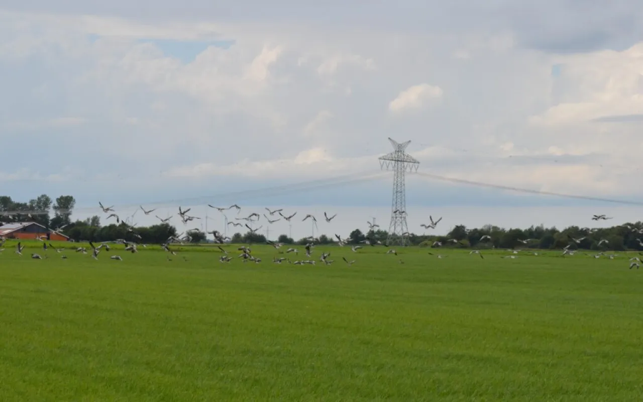 Immer mehr Gänse bleiben über den Sommer