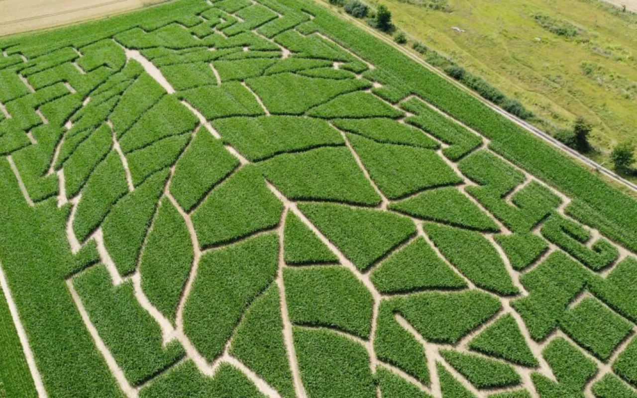 Niedersachsens Maislabyrinthe laden zum Verirren ein