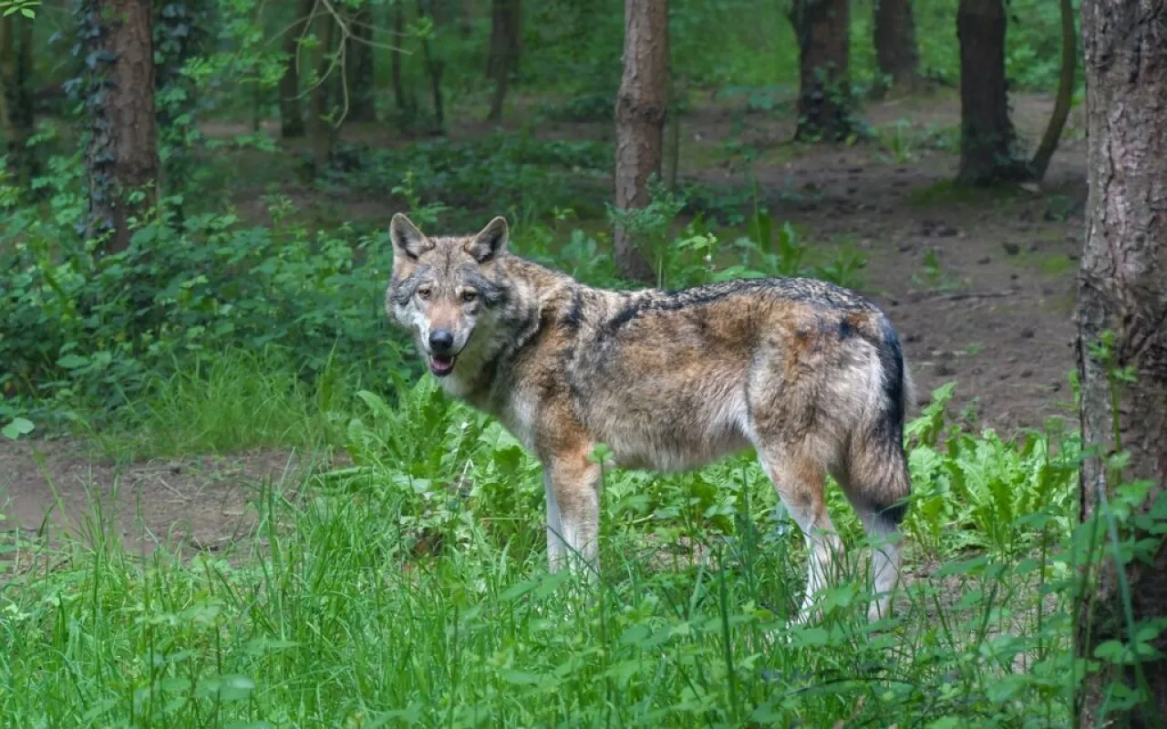 Gerichte erschweren Etablierung eines Wolfsmanagements