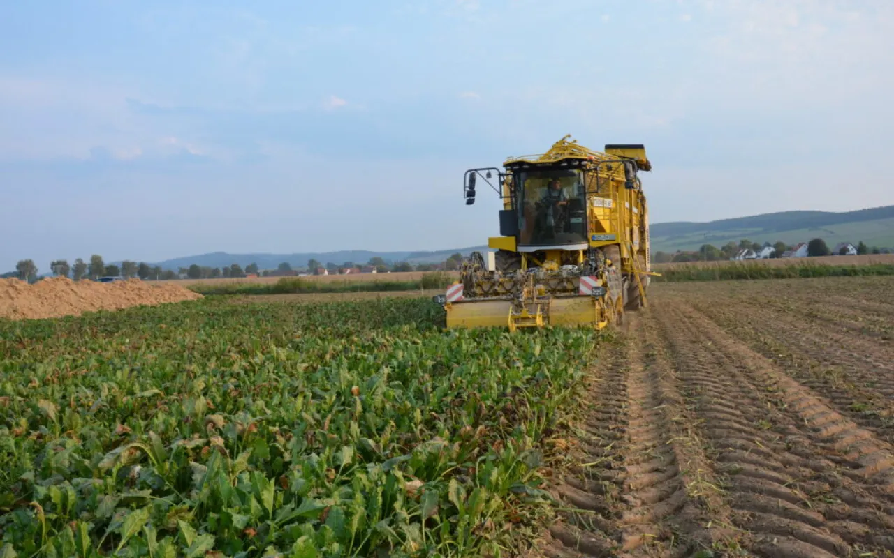 Rübenernte beginnt außergewöhnlich früh