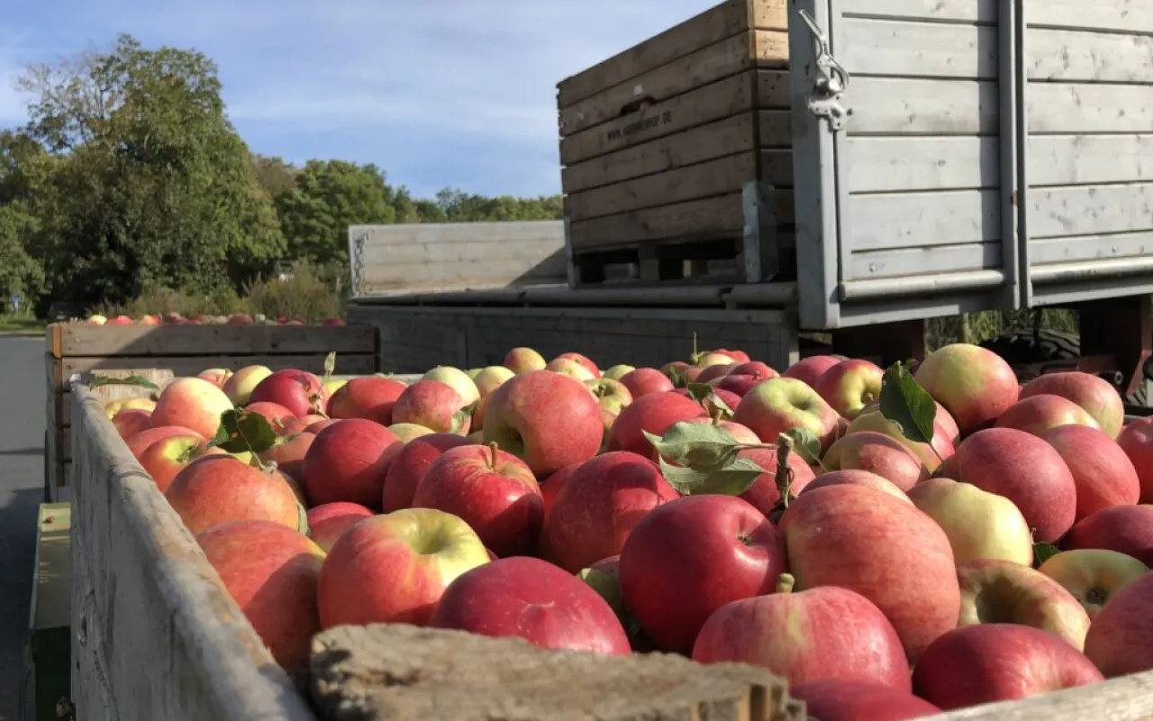 Ernte der frischen Sommeräpfel ist in vollem Gange