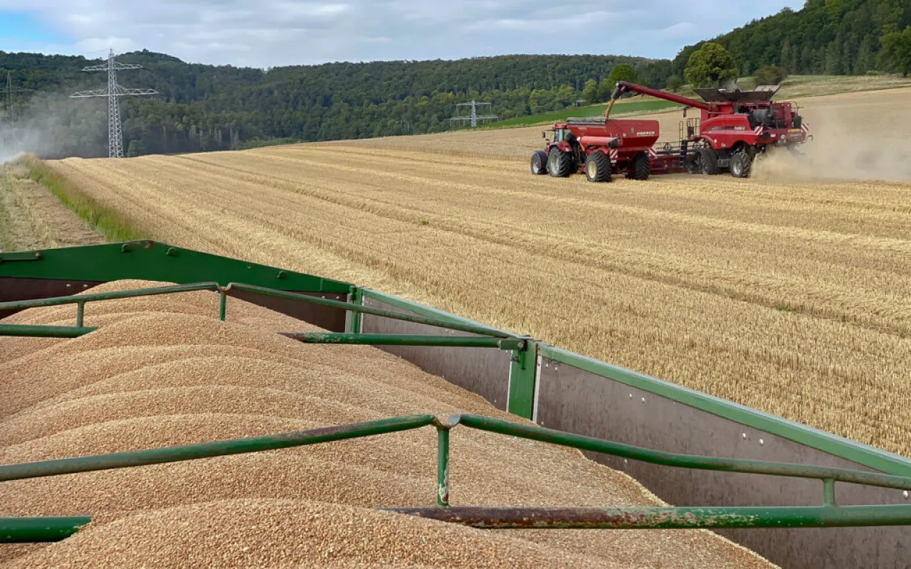 Ohne Stickstoff, kein Brotweizen: Ernte 2024 enttäuscht