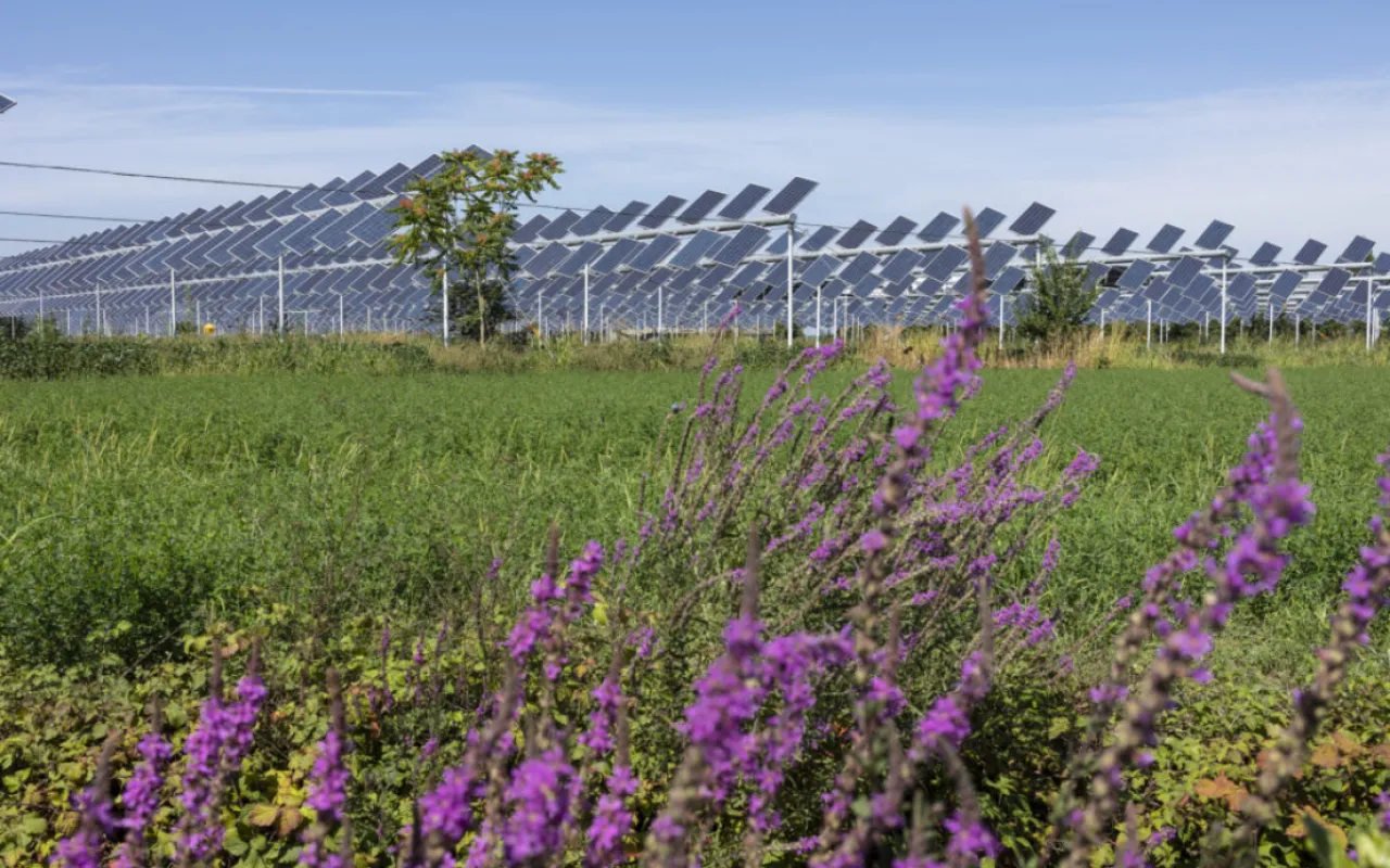 Lohnt sich Agri-PV auf dem Acker oder der Weide?